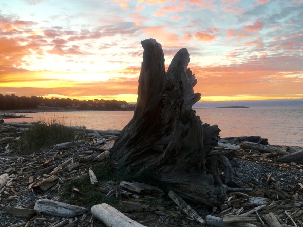 sunrise-driftwood-victoria-ii