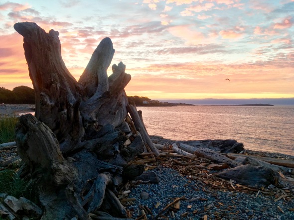 sunset-driftwood-victoria-i